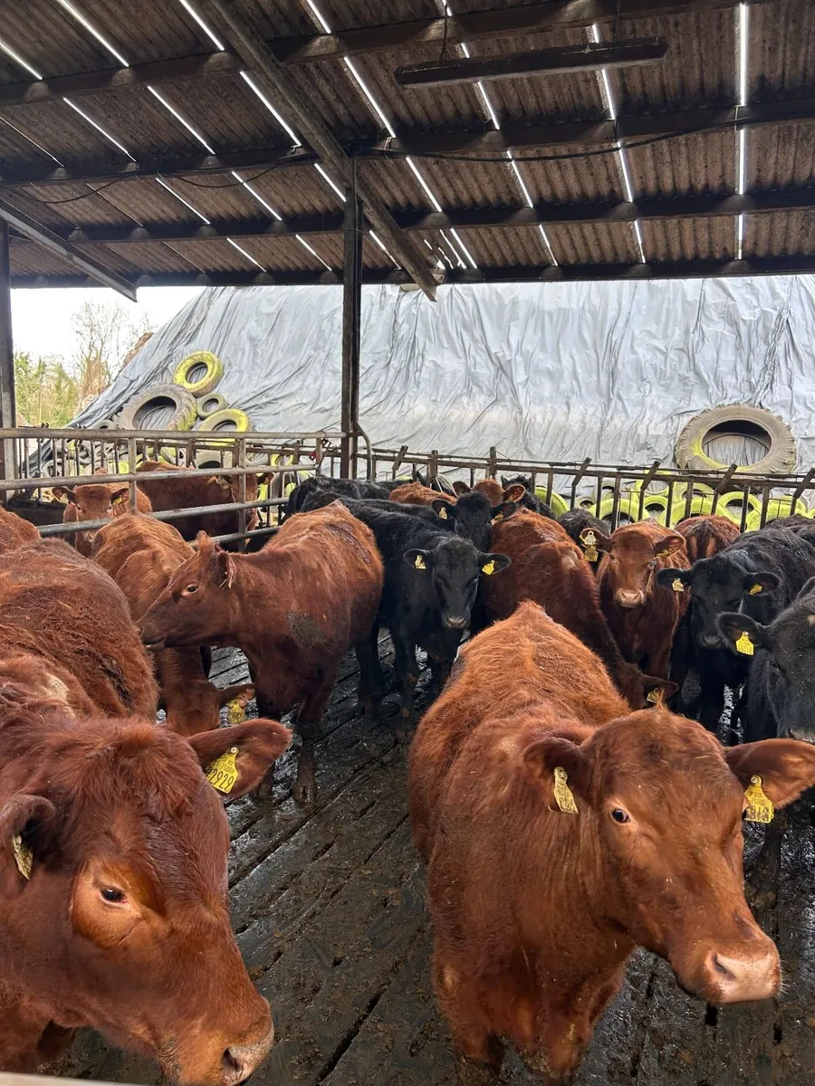 Pedigree Read Angus Bulls and Heifers - Image 2