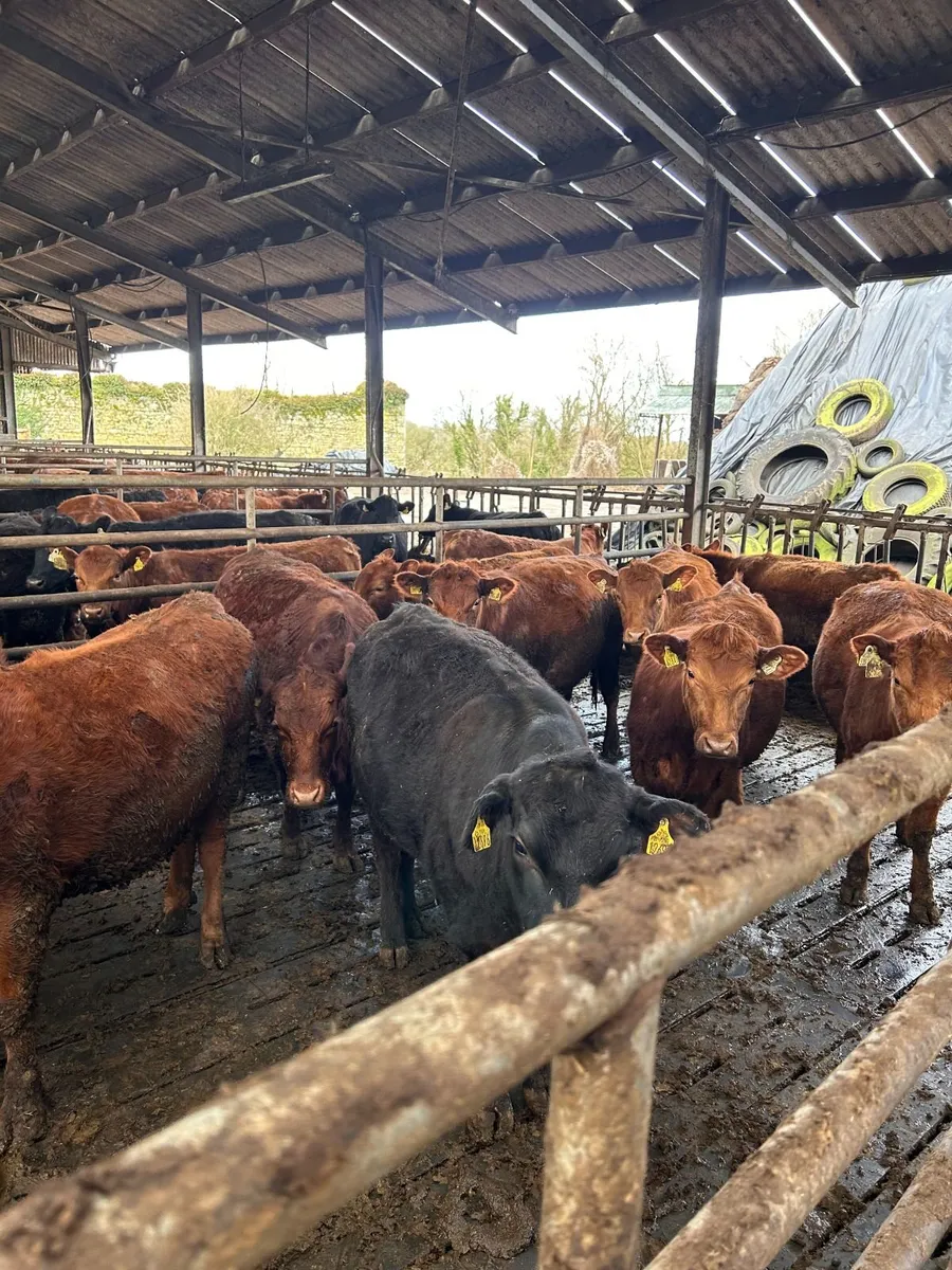 Pedigree Read Angus Bulls and Heifers - Image 3