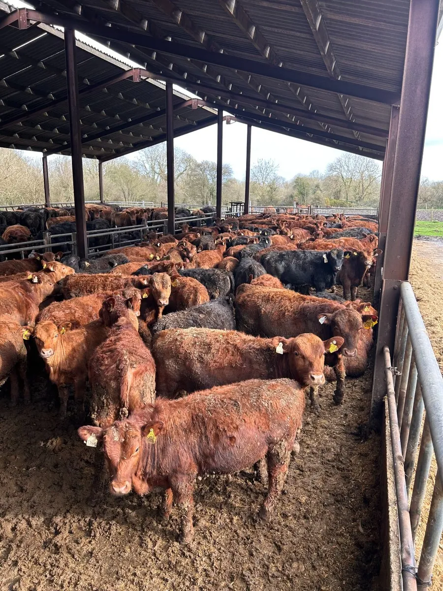 Pedigree Read Angus Bulls and Heifers - Image 4