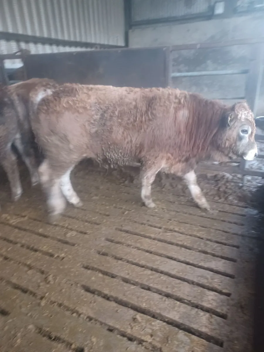 Weanling bulls - Image 3