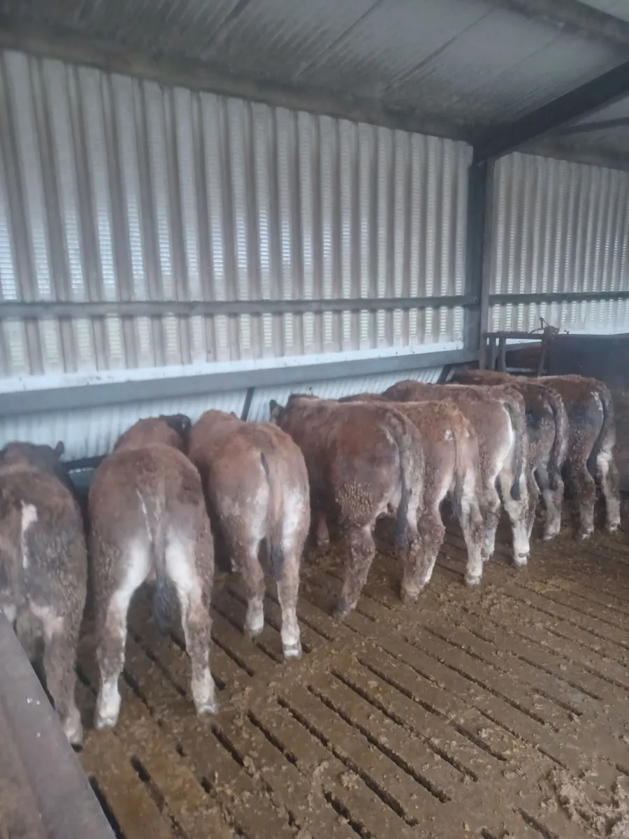 Weanling bulls - Image 4