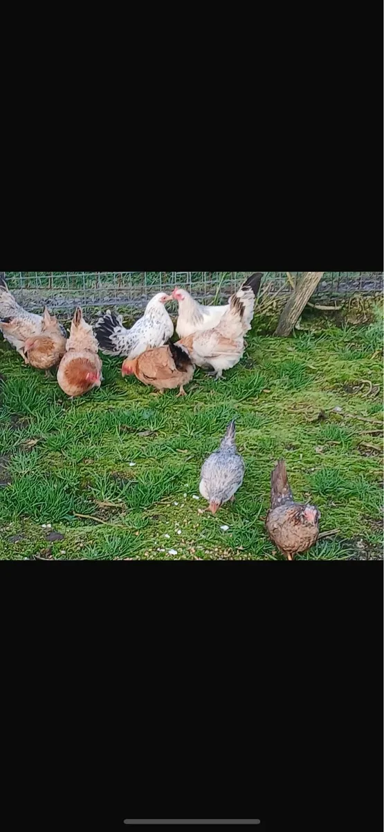 Bantams hens