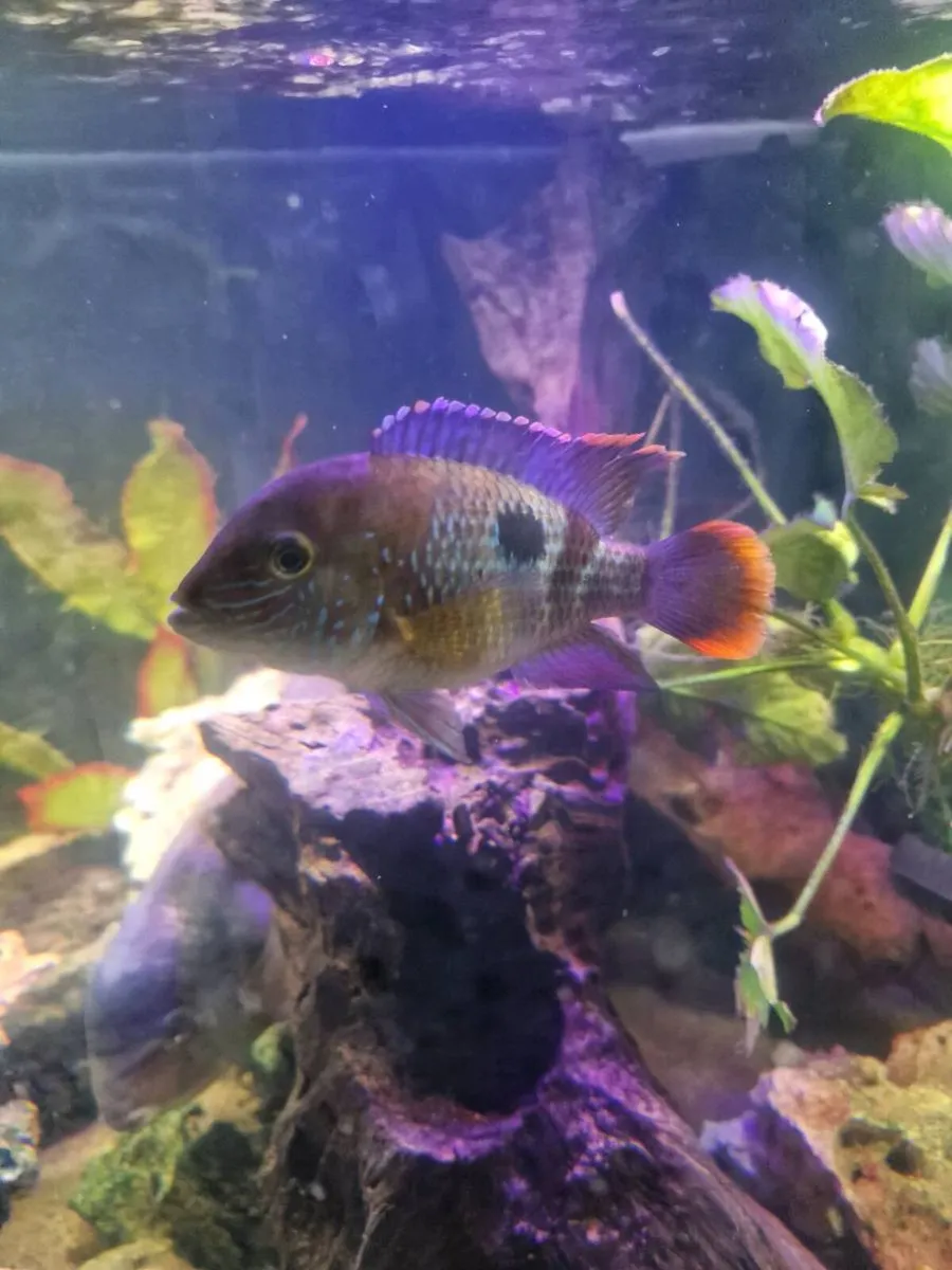 Ciclids and catfish for sale - Image 1