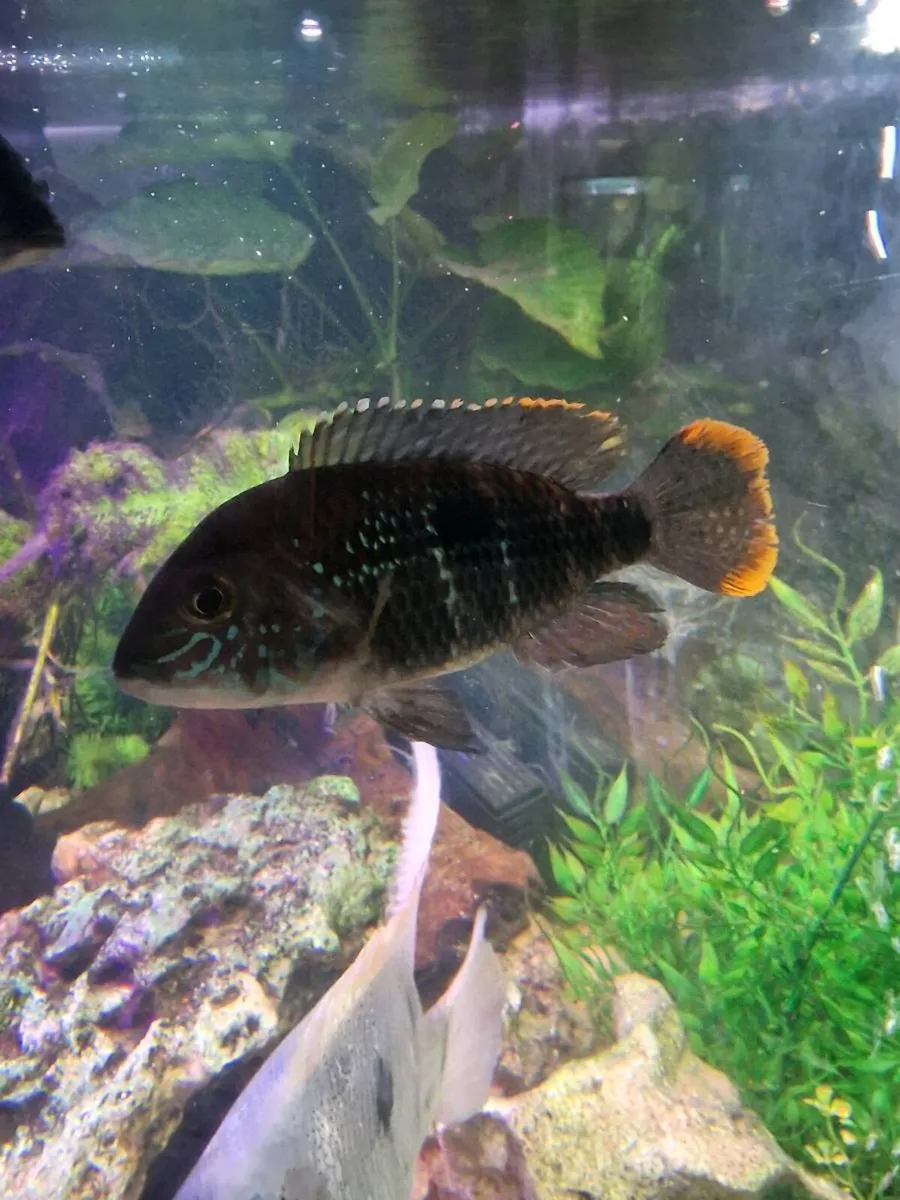 Ciclids and catfish for sale - Image 2