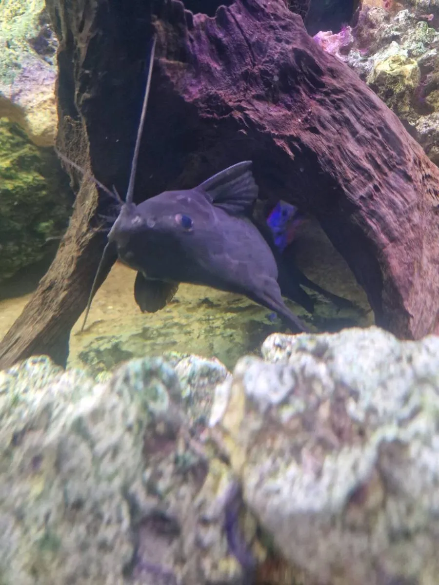 Ciclids and catfish for sale - Image 4