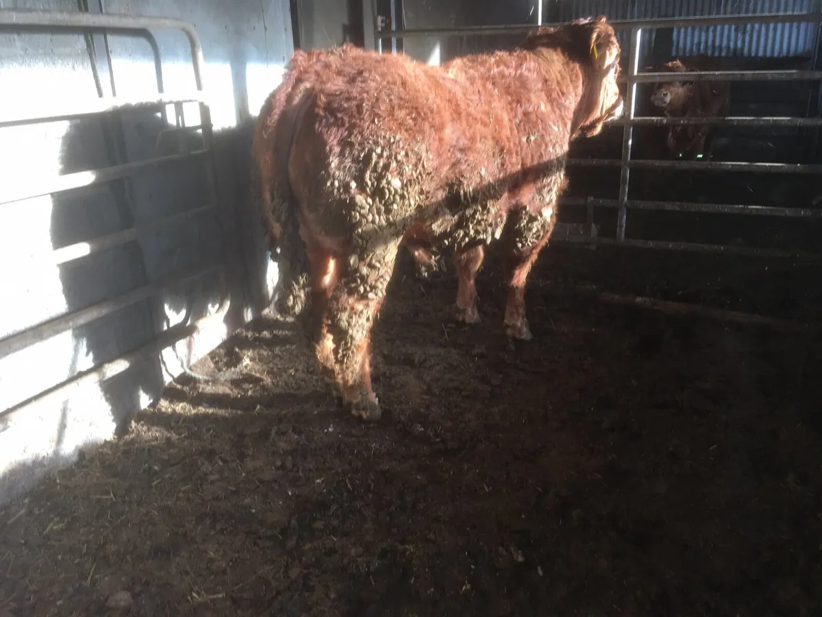 Pedigree registered Limousin Bull - Image 2