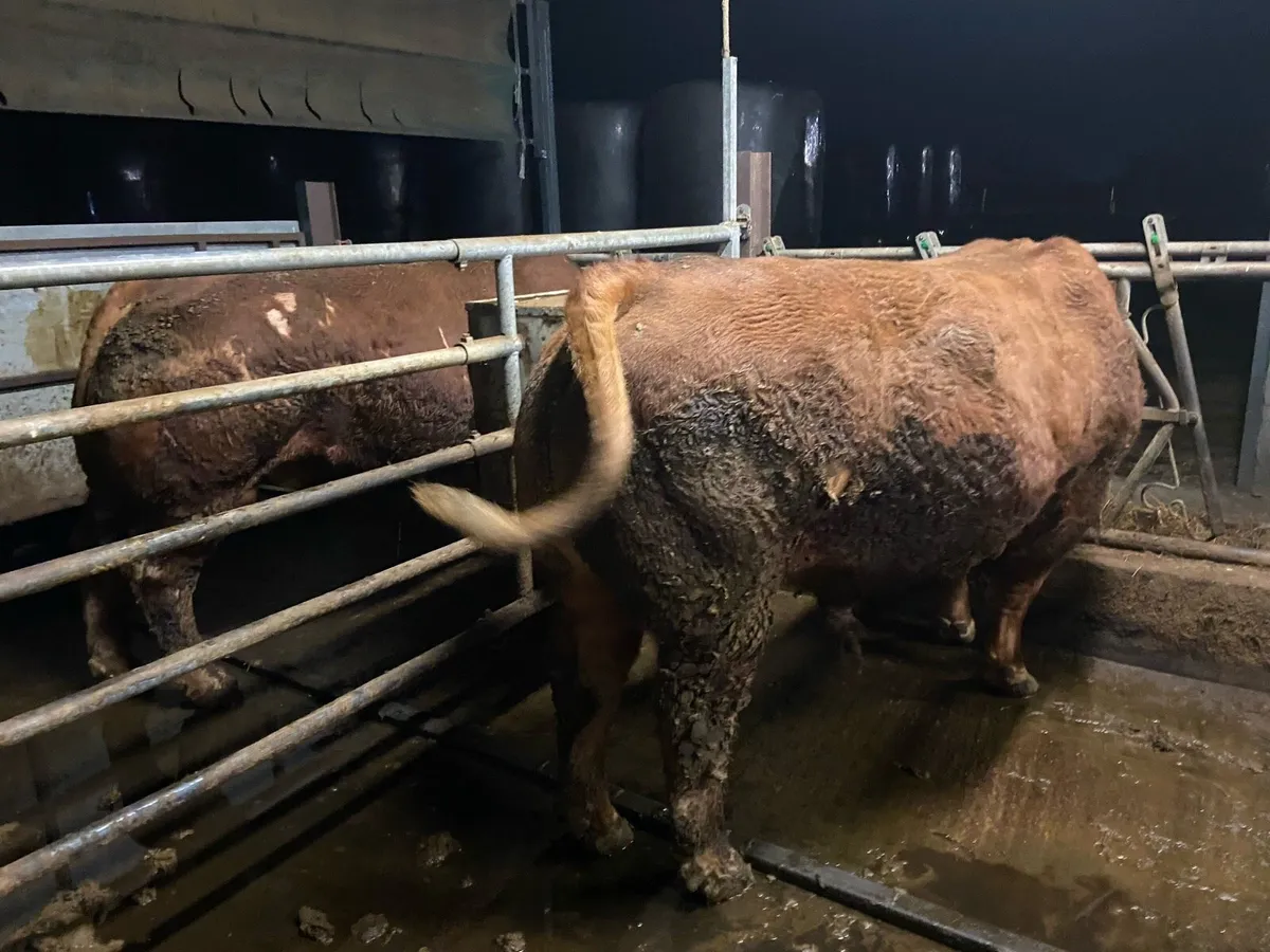 Limousin Bulls - Image 1