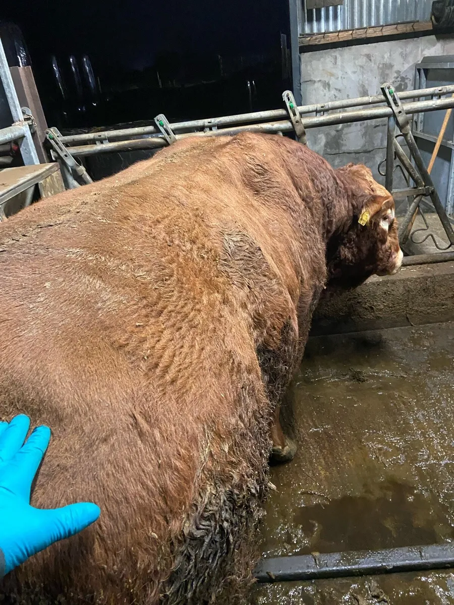 Limousin Bulls - Image 2