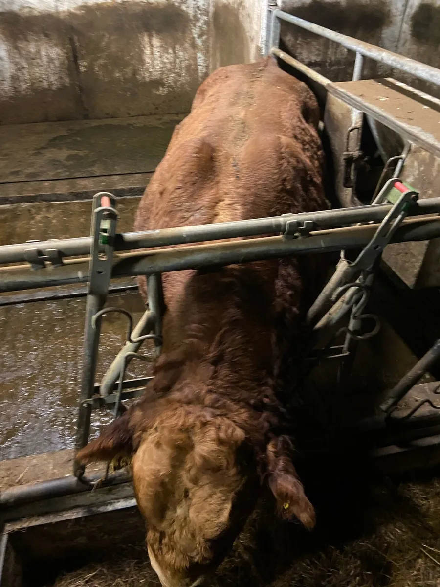 Limousin Bulls - Image 3