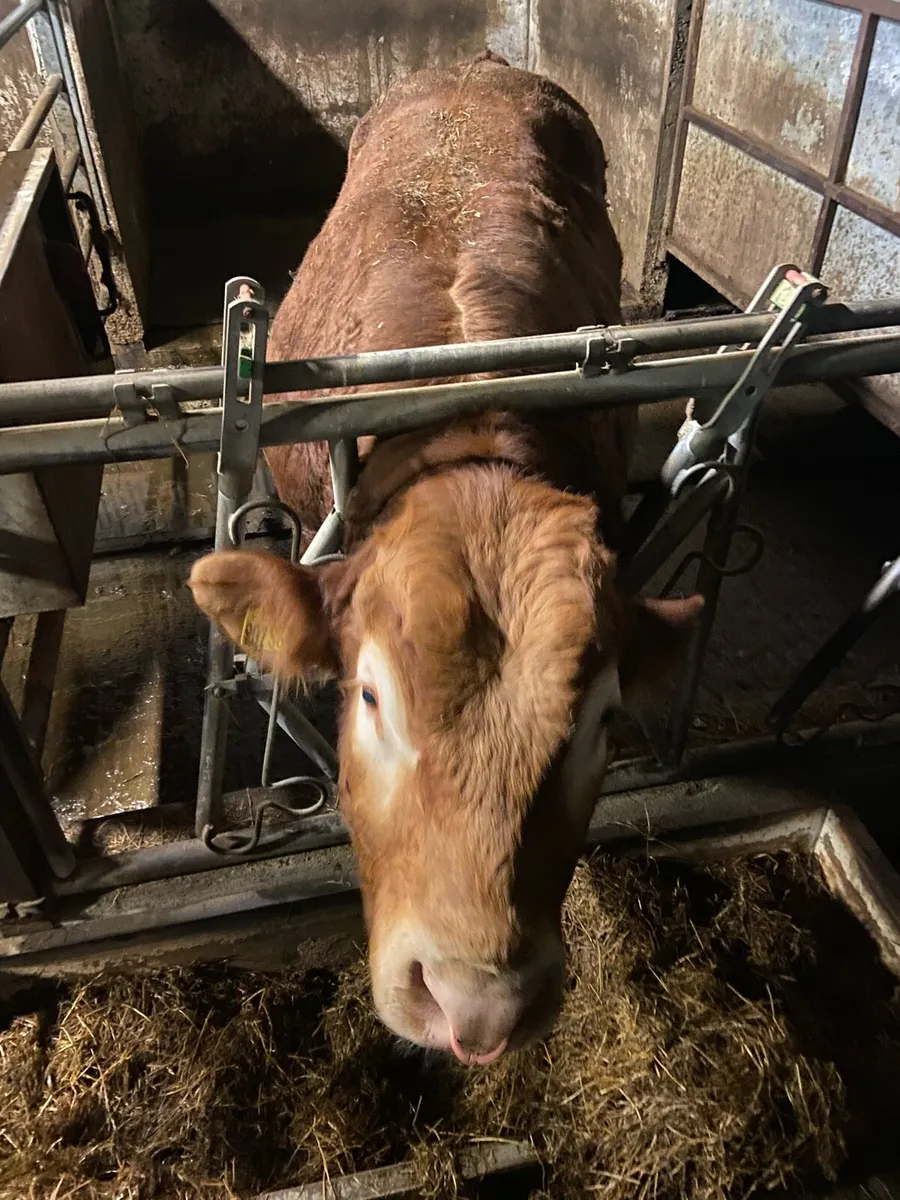 Limousin Bulls - Image 4