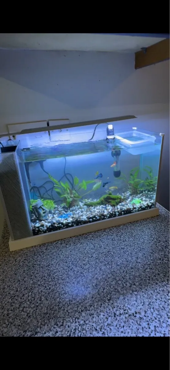 Fish tank with all included - Image 1