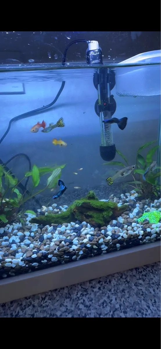 Fish tank with all included - Image 2