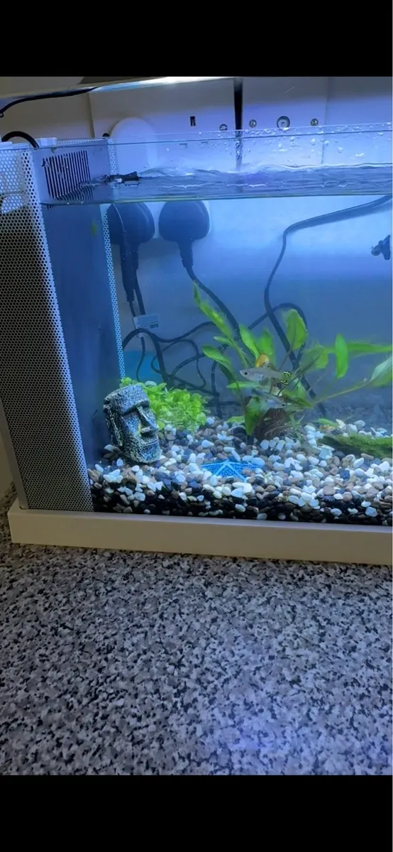 Fish tank with all included - Image 3