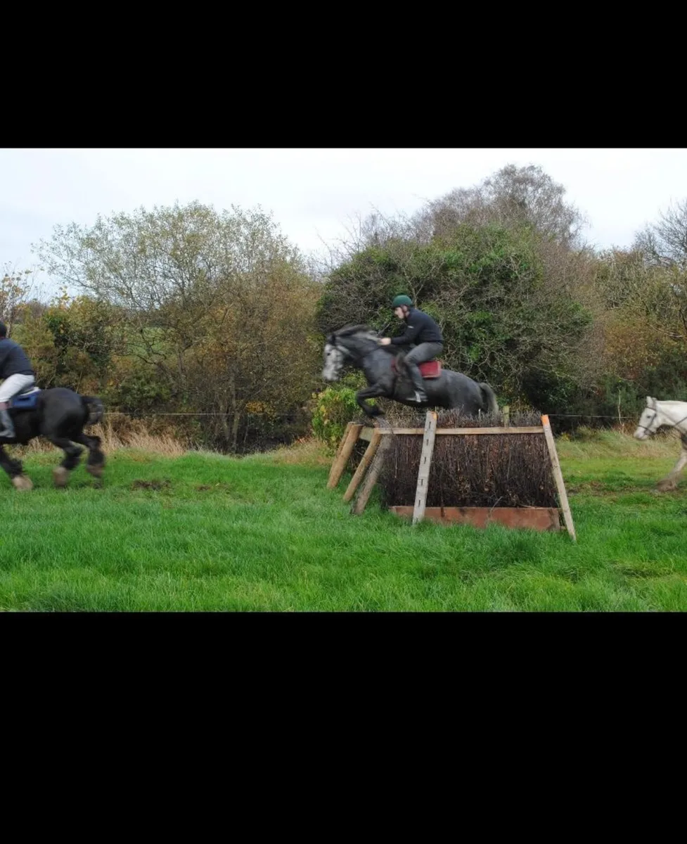 Connemara pony - Image 4