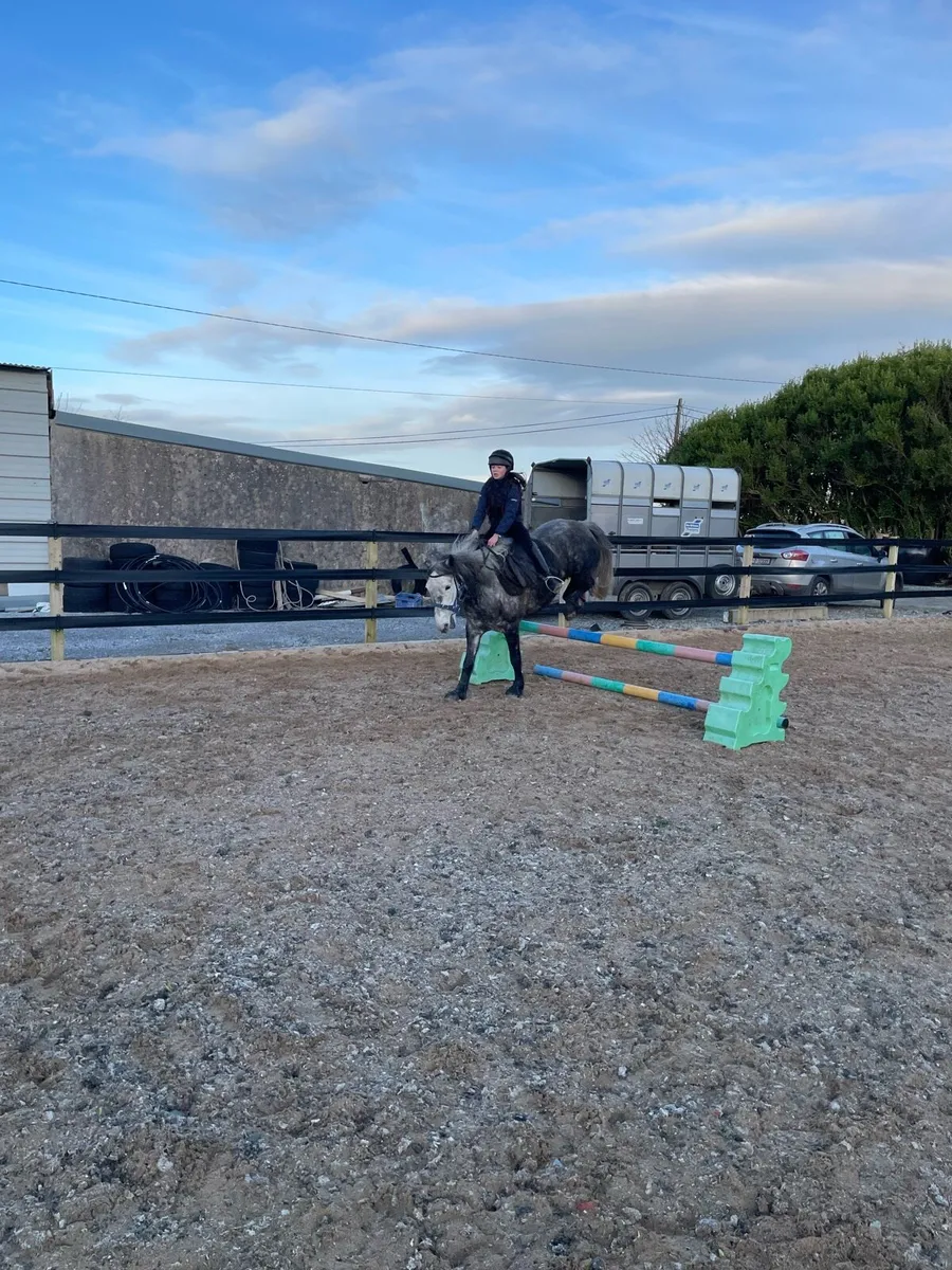 Connemara pony - Image 1