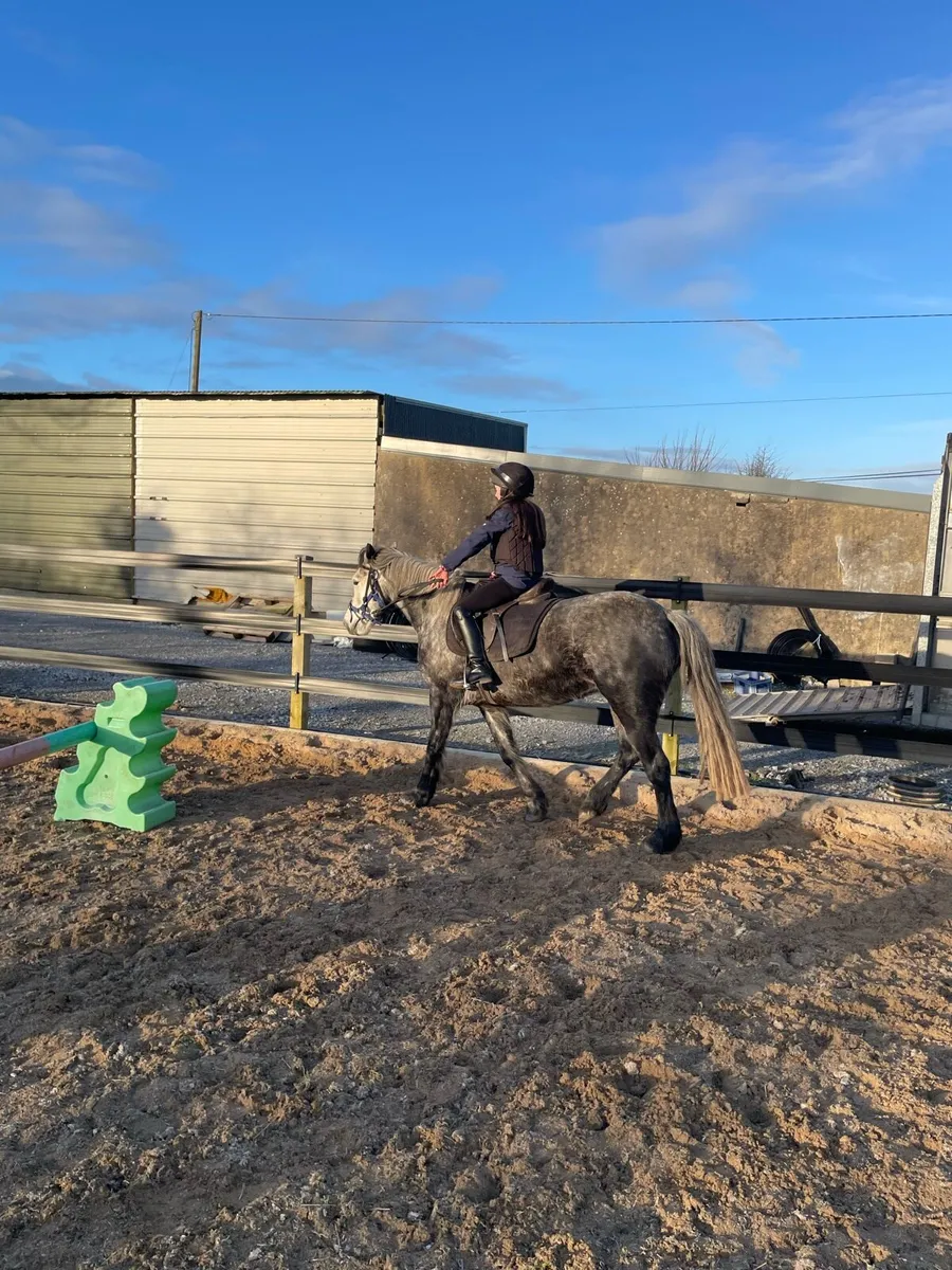 Connemara pony - Image 2