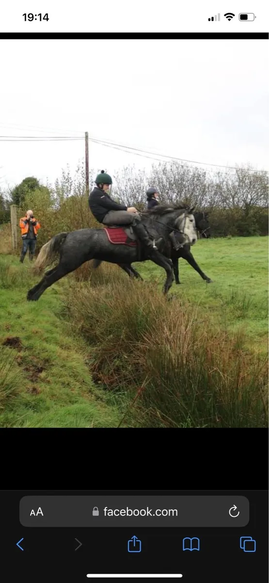 Connemara pony - Image 3