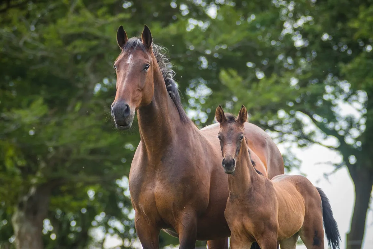Lux Z x Cruising broodmare - Image 1