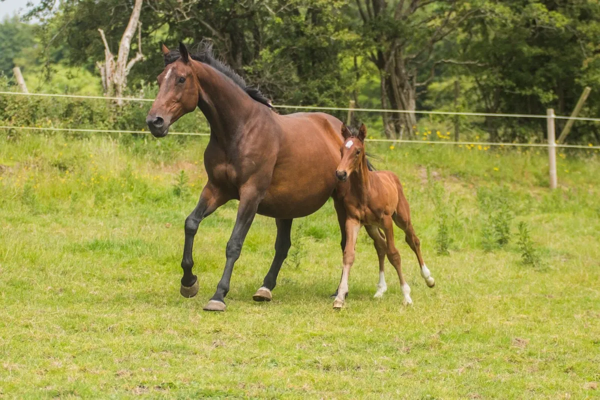Lux Z x Cruising broodmare - Image 2