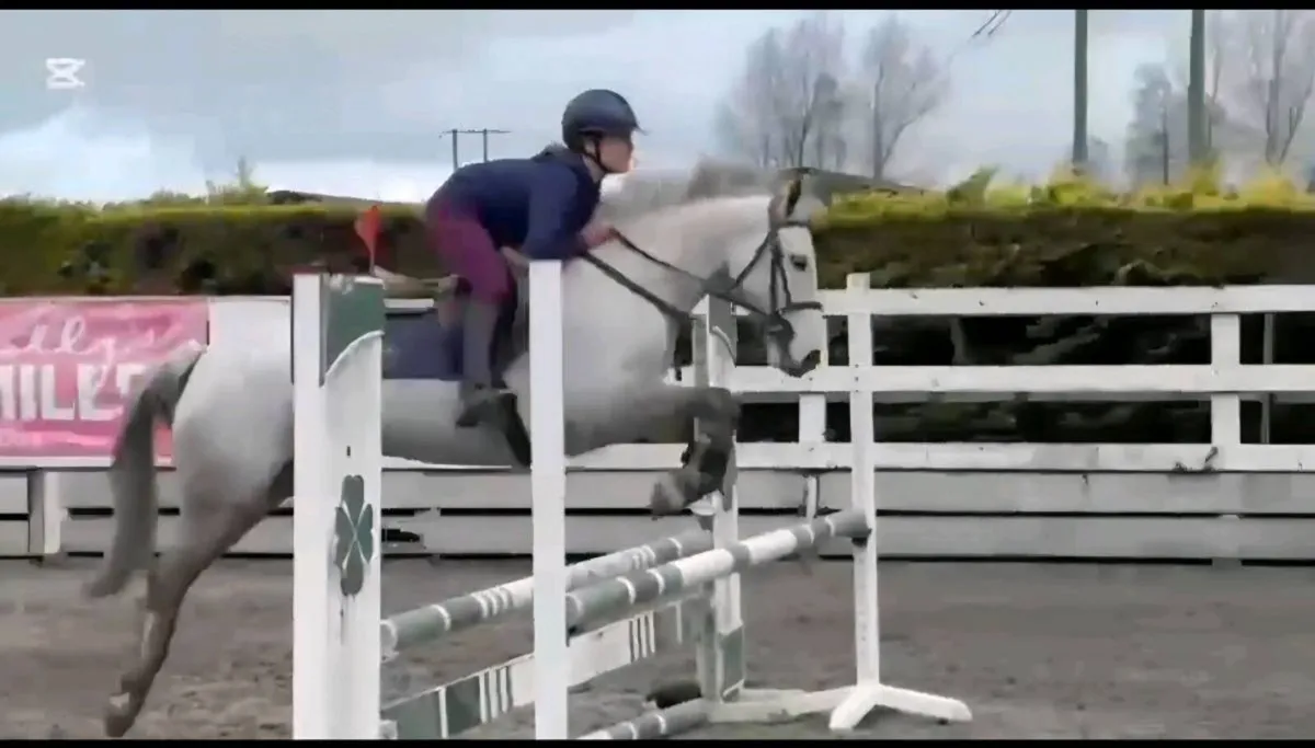 148cm SJI measured gelding - Image 1