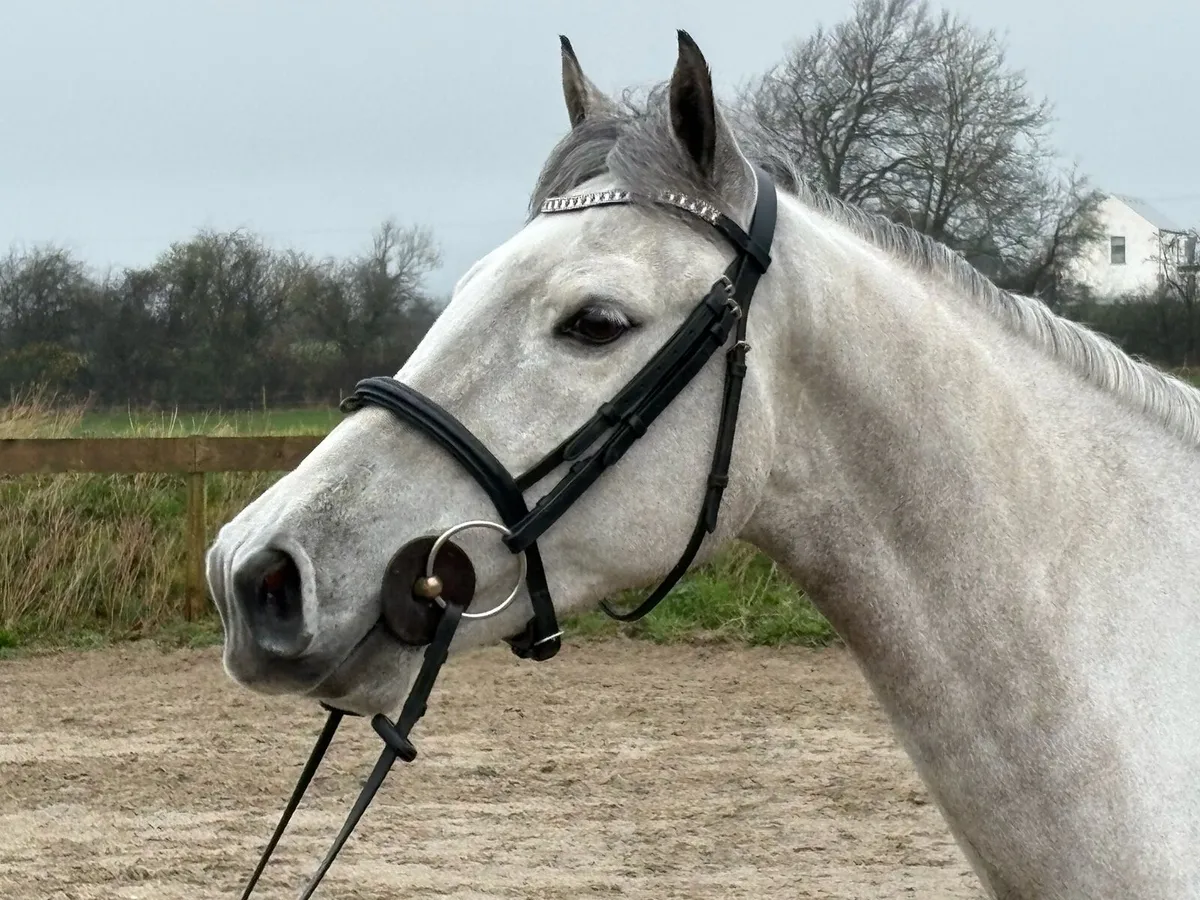 148cm SJI measured gelding - Image 3