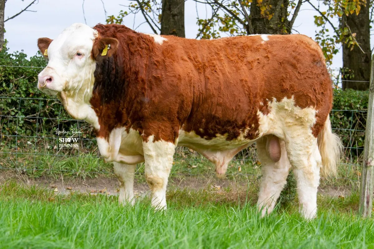 Large selection of Simmental bulls for sale - Image 3