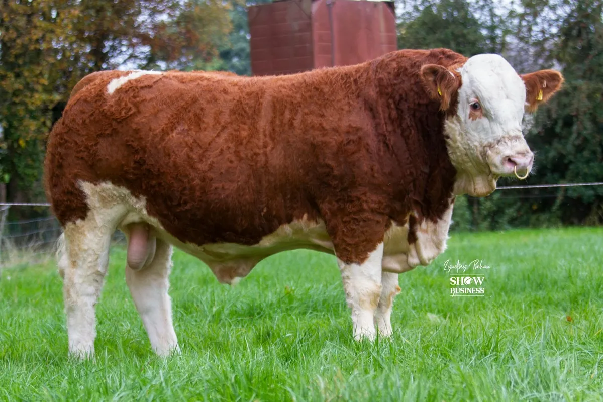 Large selection of Simmental bulls for sale - Image 4
