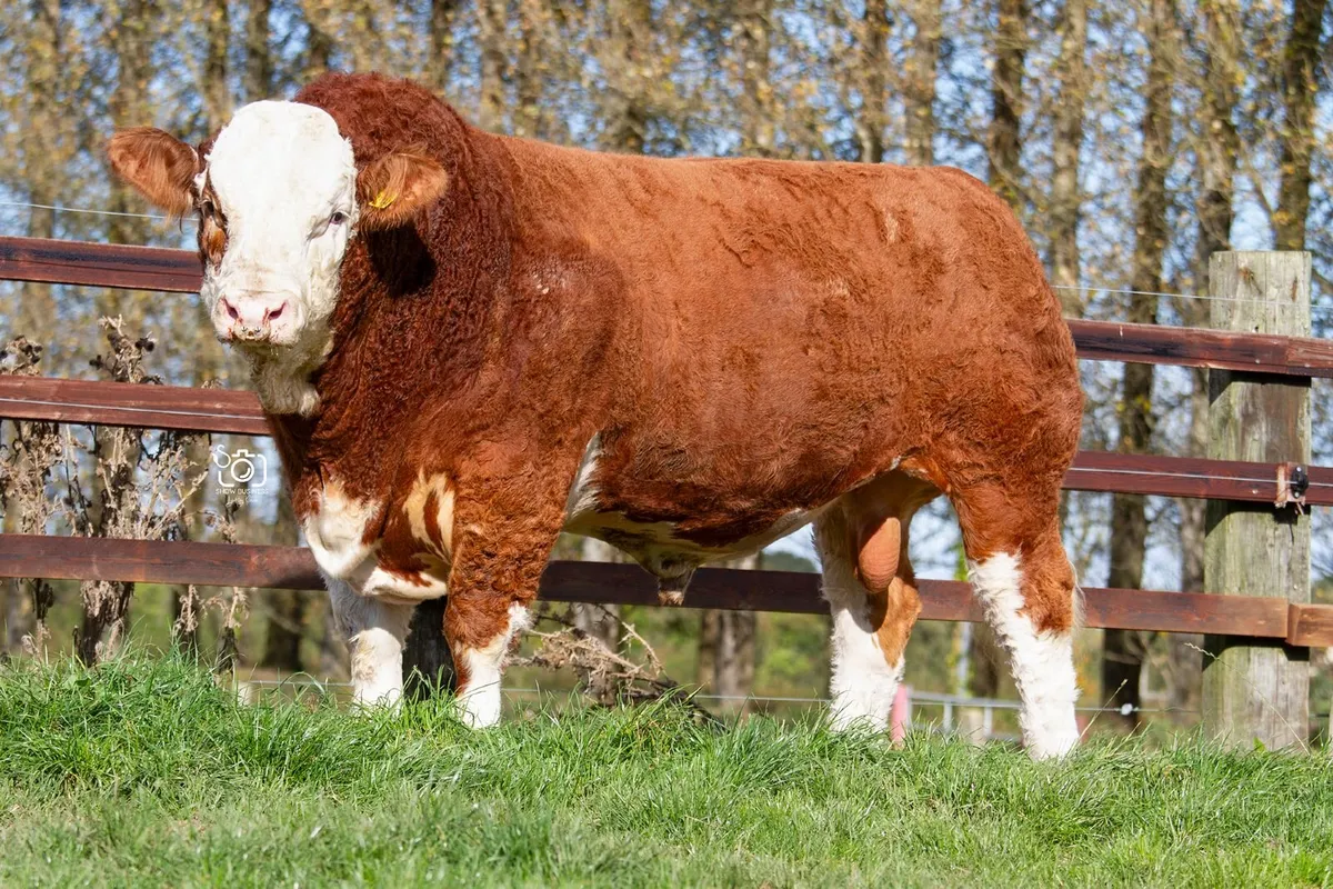 Large selection of Simmental bulls for sale - Image 1