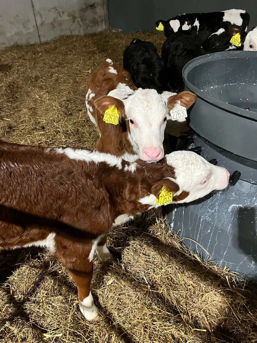 HEX Calves - Image 1