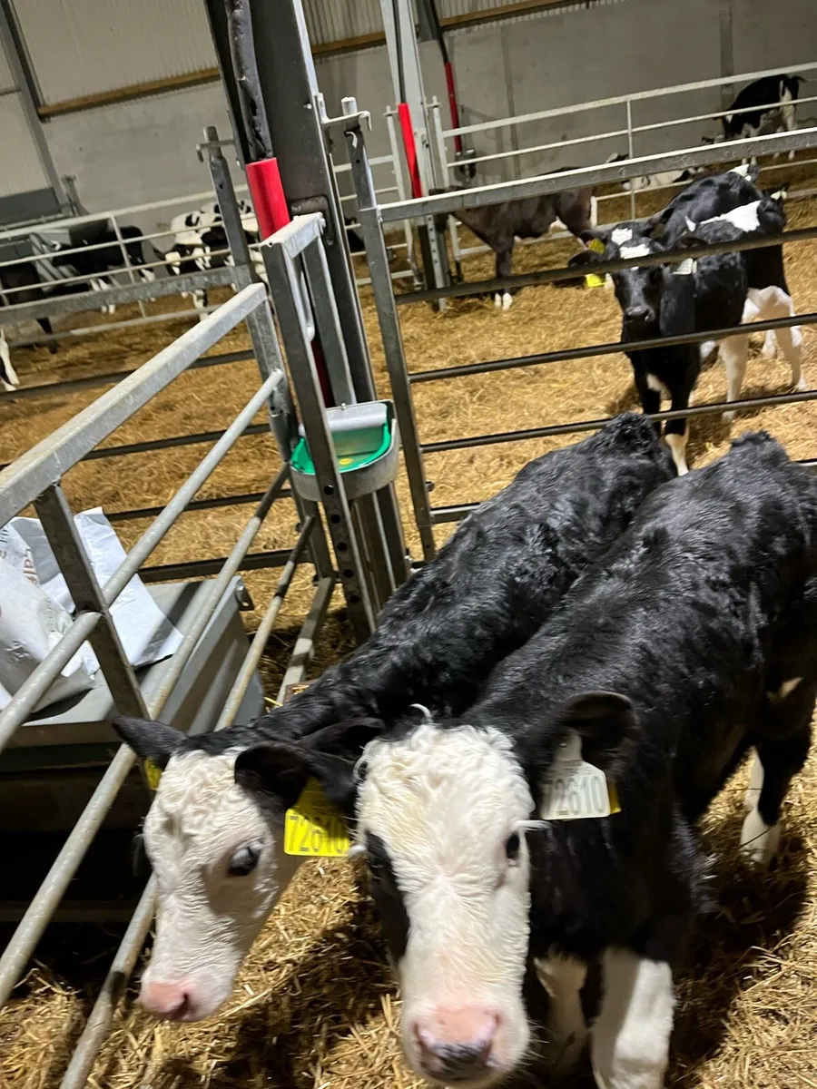 HEX Calves - Image 2