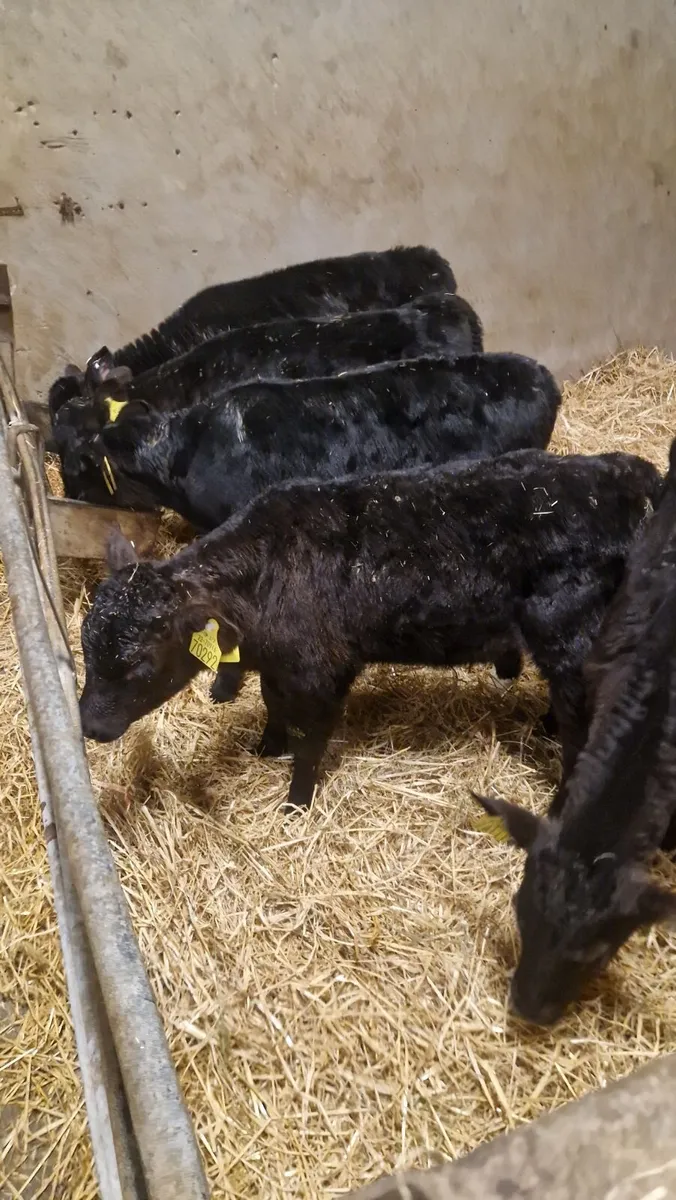 Angus heifer calves - Image 3