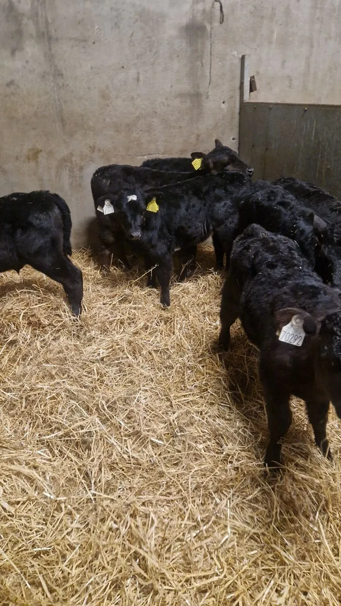 Angus heifer calves - Image 1