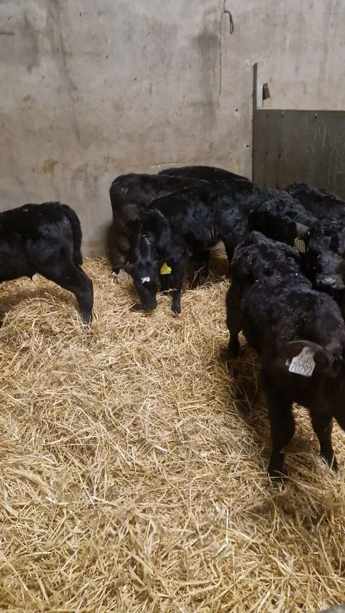 Angus heifer calves - Image 4