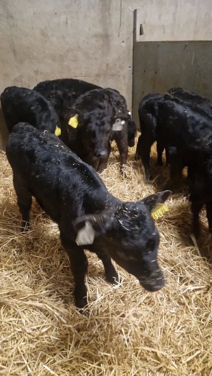 Angus heifer calves - Image 2
