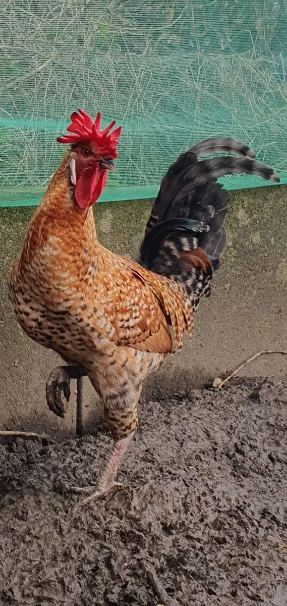 Cream legbar Rooster - Image 1