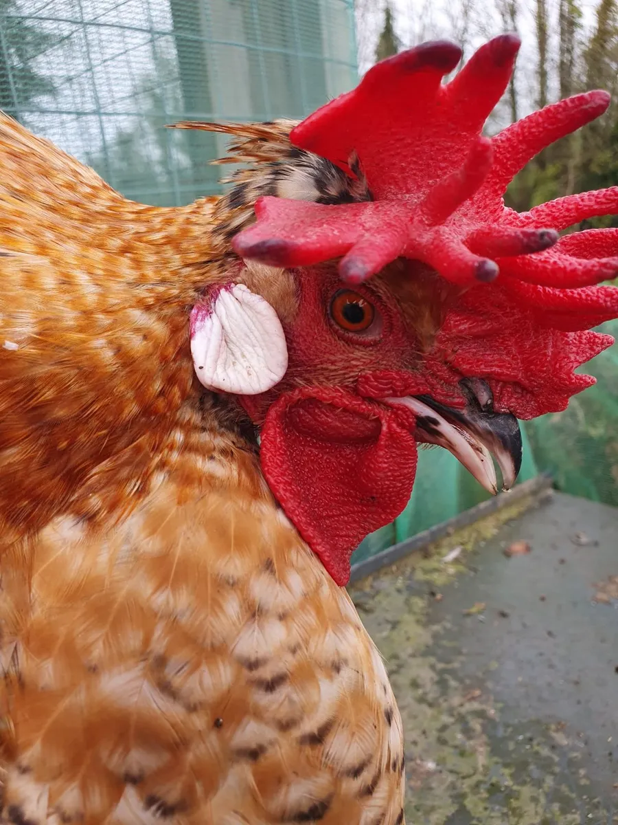 Cream legbar Rooster - Image 2