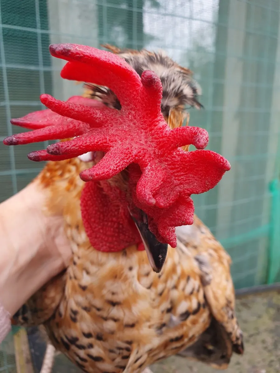 Cream legbar Rooster - Image 3