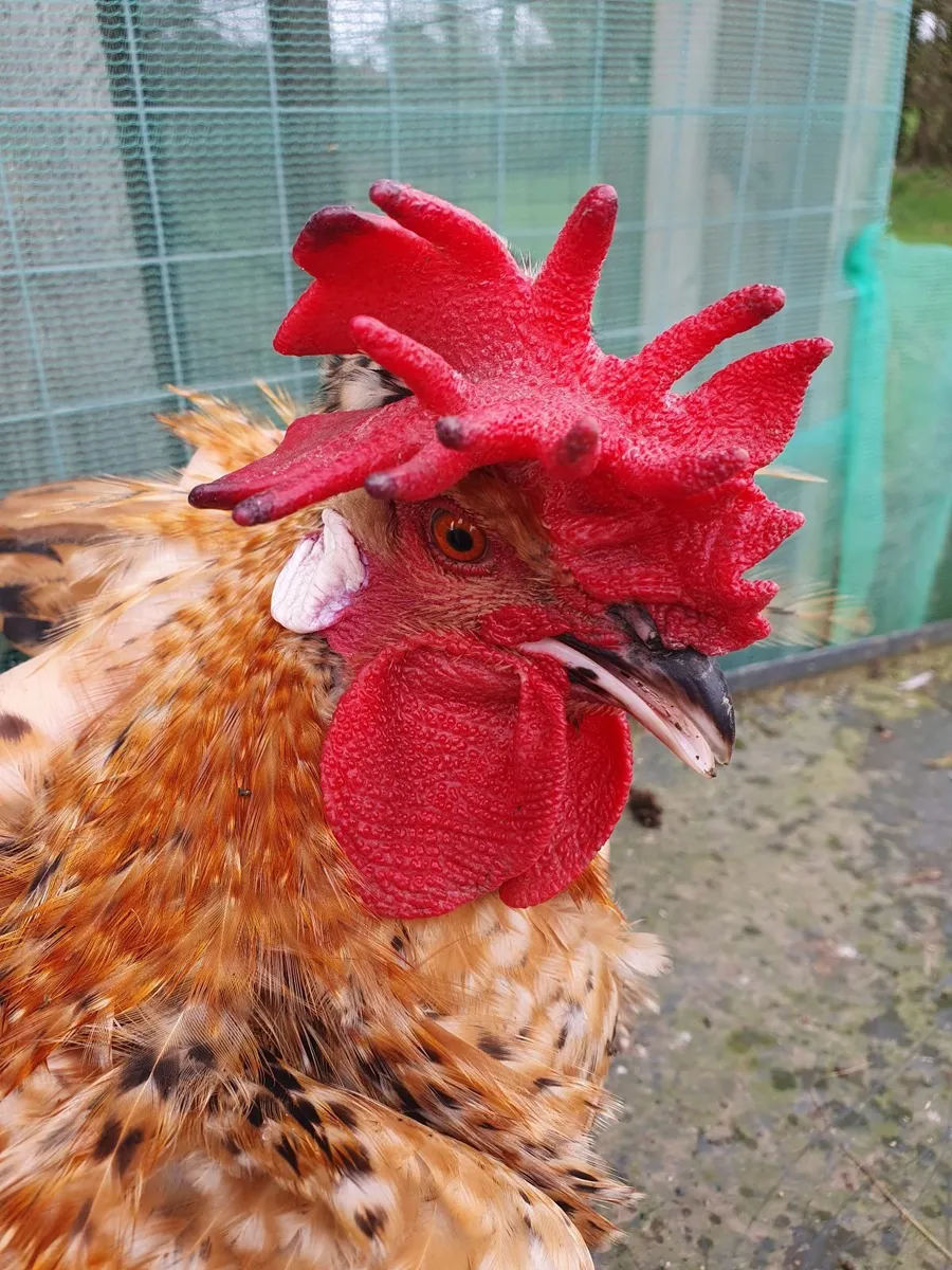 Cream legbar Rooster - Image 4