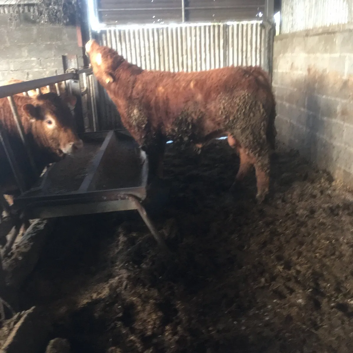 Pedigree registered Limousin Bull - Image 3