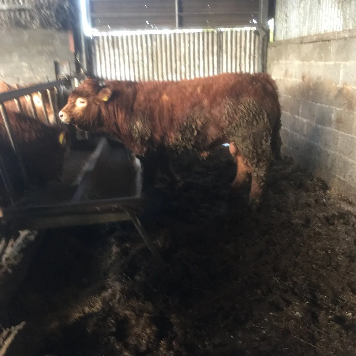 Pedigree registered Limousin Bull - Image 4