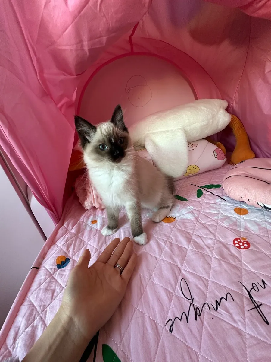 Ragdoll kitten - Image 3