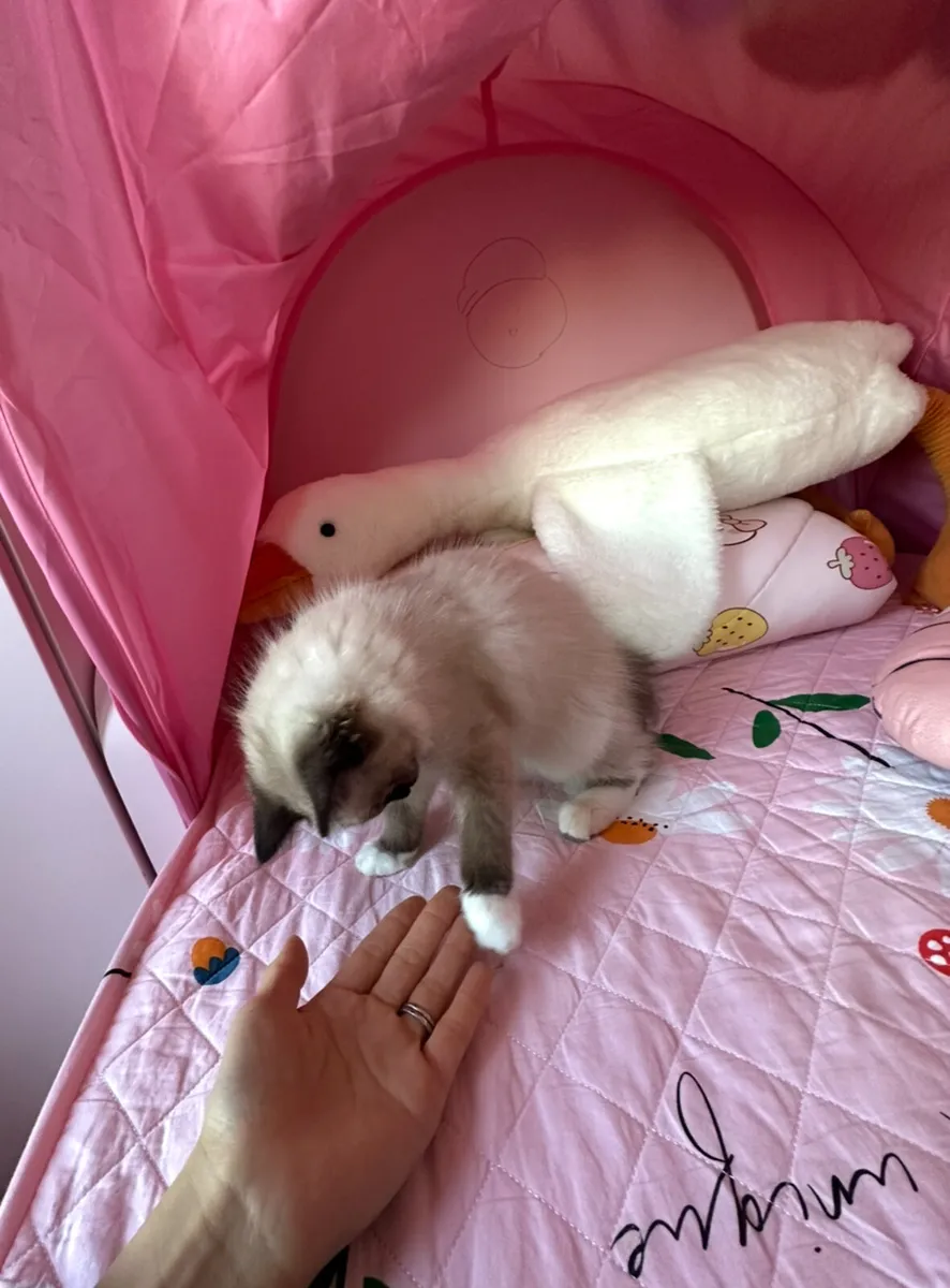 Ragdoll kitten - Image 4
