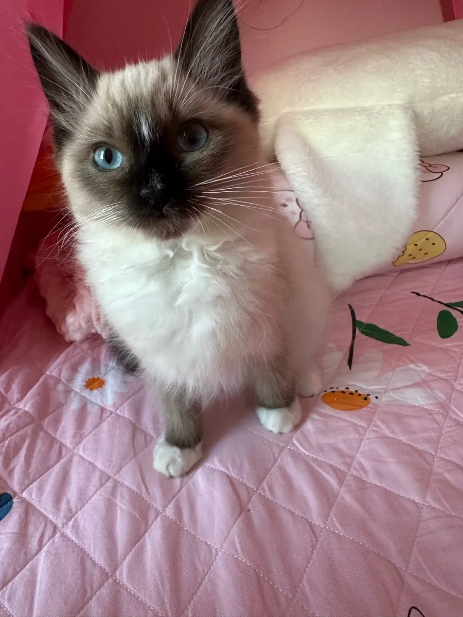 Ragdoll kitten - Image 1