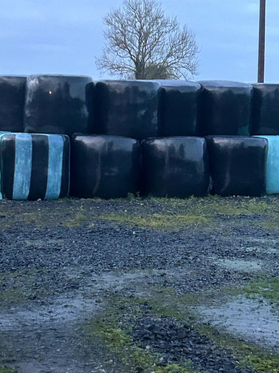 Silage For Sale