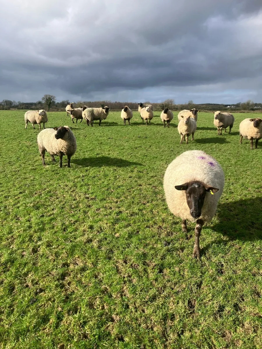 In lamb ewes - Image 3