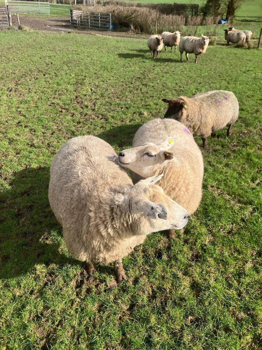 In lamb ewes - Image 4