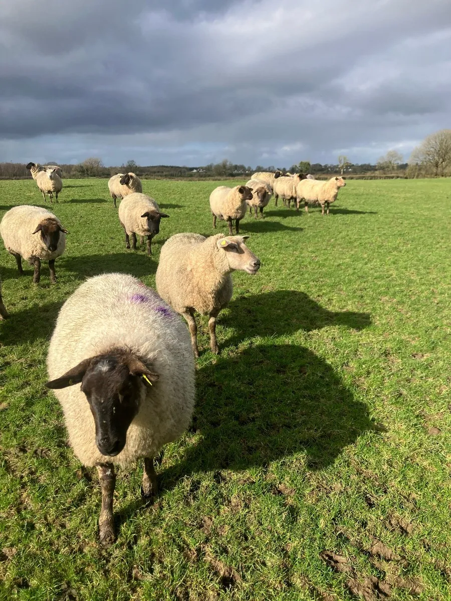 In lamb ewes - Image 2