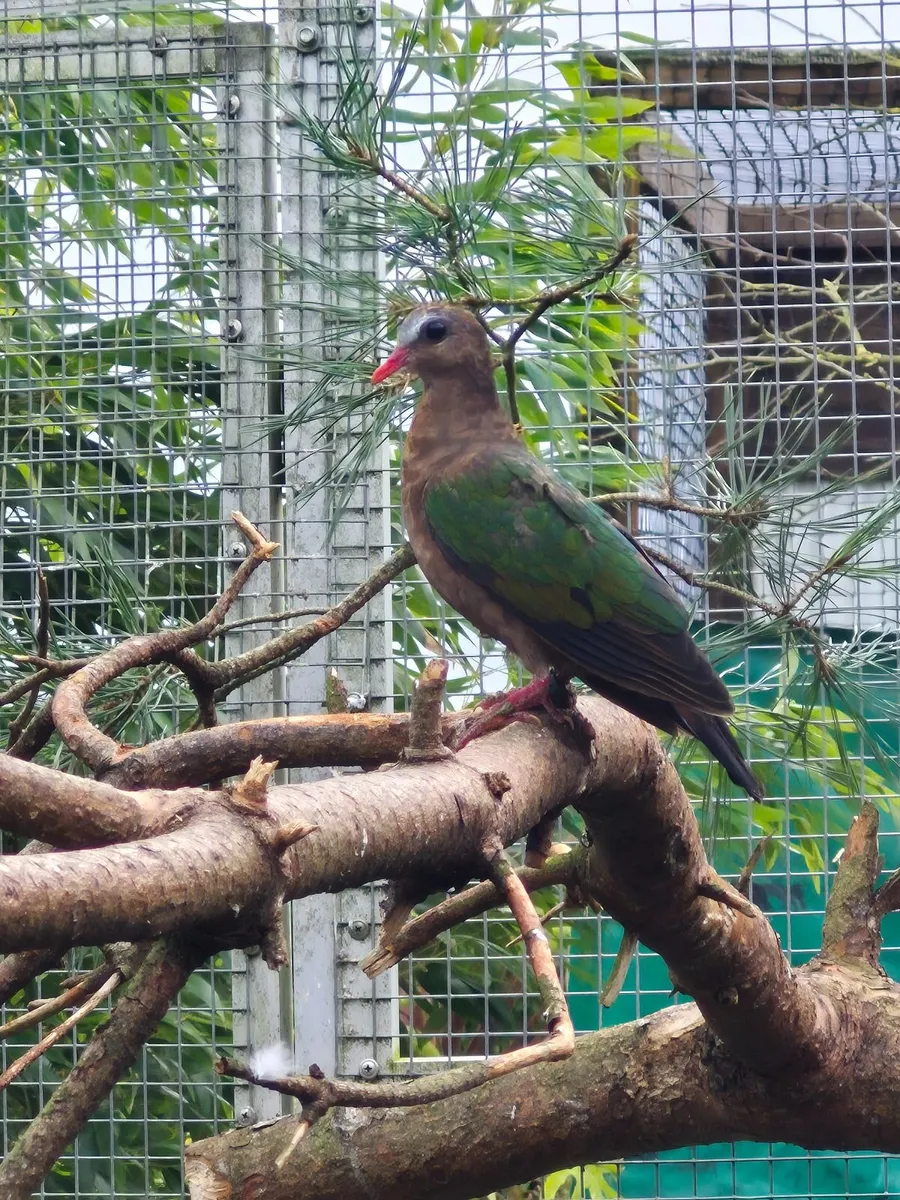 Emerald Dove - Image 1