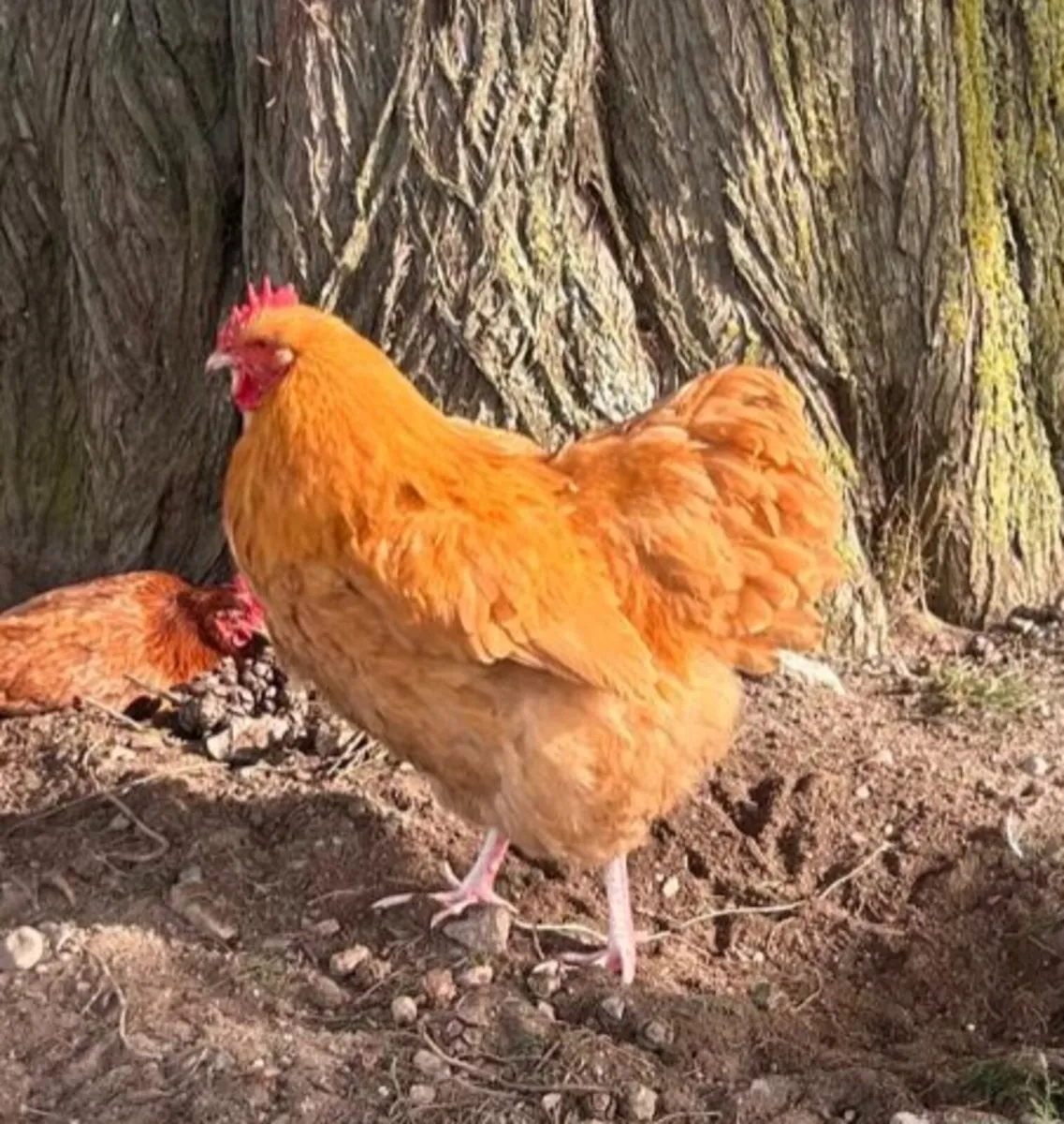 Roosters Must Go This Weekend*Hens also available - Image 2
