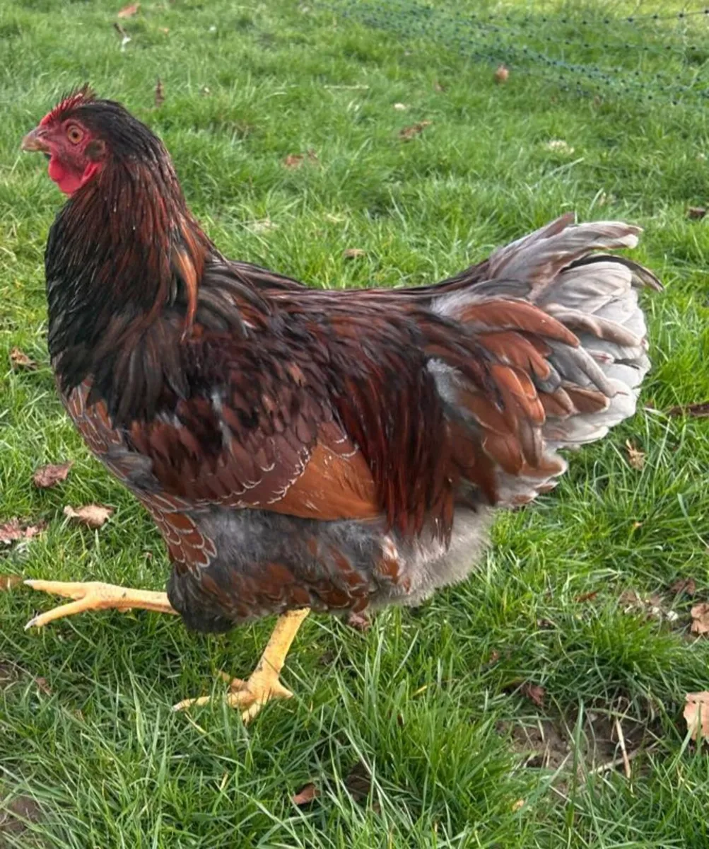 Roosters Must Go This Weekend*Hens also available - Image 3